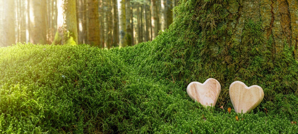 Bestattung im Wald für Naturverbundene